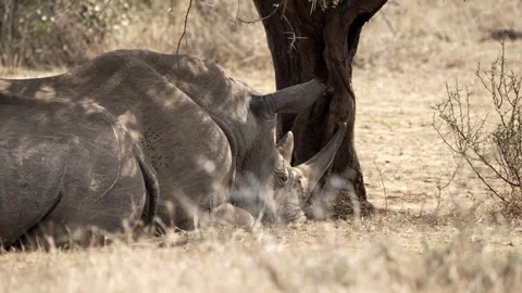A close-up of rhinos dozing in the shade Stock Footage 245527602