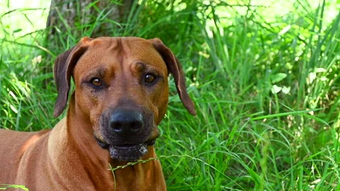 Close-up Rhodesian ridgeback dog licks its nose with tongue lying on grass Stock Footage 157838340