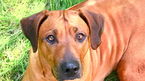 Close-up Rhodesian ridgeback dog  lying outdoors on green grass Stock Footage 157388235