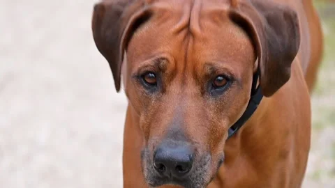Close-up Rhodesian ridgeback dog running towards Looking to the camera Stock-Footage 234898306