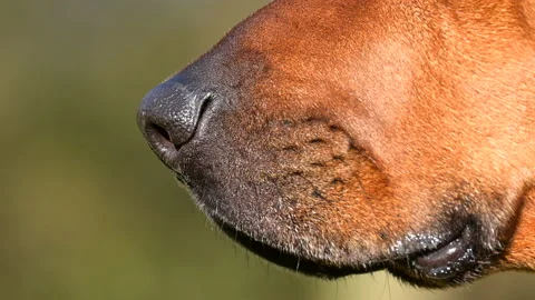 Close-up Rhodesian ridgeback dog sniffing Stock Footage 234429663