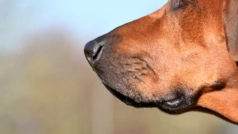 Close-up Rhodesian ridgeback dog sniffing Stock Footage 234429895