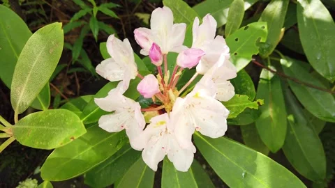 A Close-Up of a Rhododendron in Bloom Stock-Footage 291868245