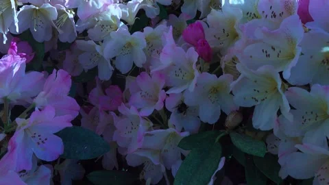 Close up of Rhododendron Flowers Stock Footage 242538663