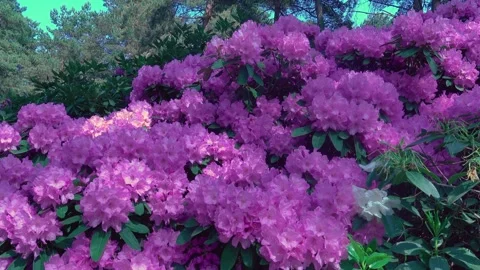 Close up of Rhododendron flowers Stock Footage 242544073