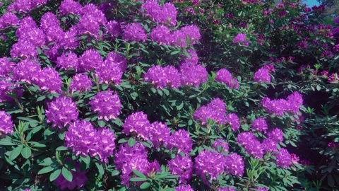 Close up of Rhododendron flowers Stock Footage 242550677
