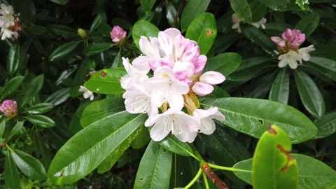 A Close Up of a Rhododendron in Full Bloom 스톡 동영상 156806430