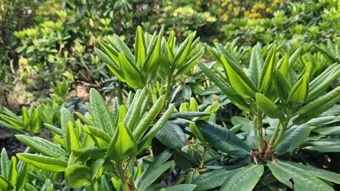 Close-up of rhododendron leaves Stock Footage 309363280