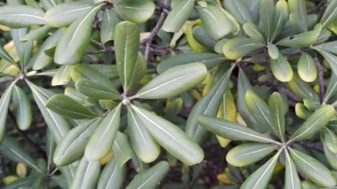 Close-up of rhododendron leaves Stock Footage 316536868