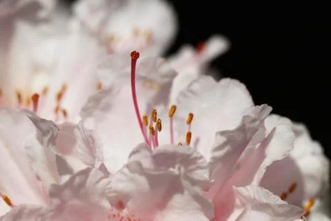Close-up of rhododendron Stock Photos