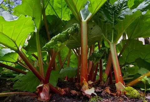 Close-up of Rhubarb Stock Photos