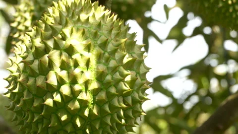 Close up of Ri6 durian in bright sunlight, Vietnam specialty. Video stock 334323913
