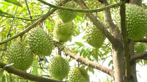 Close up of Ri6 durian fruit cluster on branch in Vietnam. 動画素材 334323329