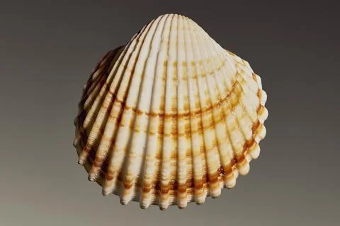 Close up of ribbed seashell with brown orange and brown stripes on gray Stock Photos