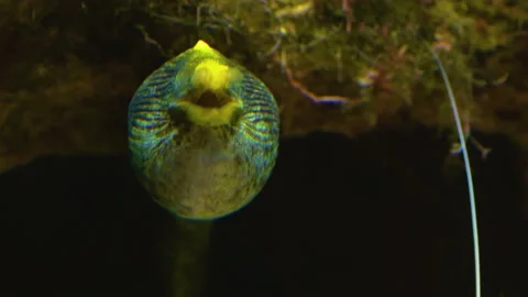 Close up of ribbon eel's head,  Stock Footage 141281535