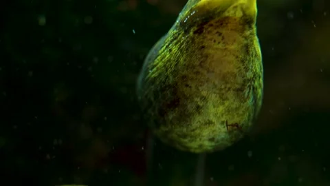 Close up of ribbon eel's head Stock Footage 145254930