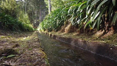 Close up of "Ribeiro Bonito" footpath (Levada do Rei), Santana, Madeira island Stock Footage 119968269