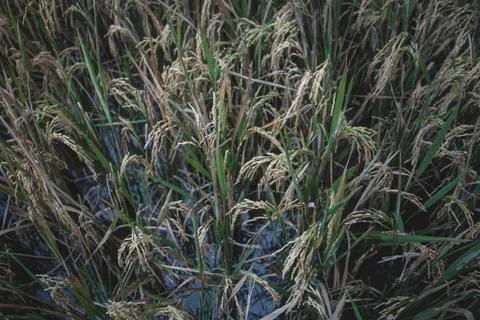 Close up on rice cob Stock Photos