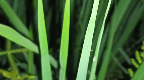 Close-Up of Rice Crop Fields and Agricultural Paddy Texture 库存照片