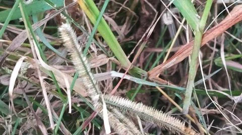 Close-Up of Rice Crop Fields and Agricultural Paddy Texture 库存照片