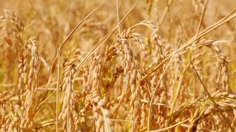 Close-up of rice ears - Crops ripening in autumn 動画素材 259544019