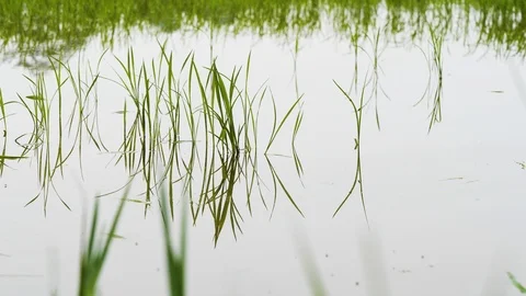 Close up of rice field grass strands peeking from water surface at ninh binh Stock Footage 147352586