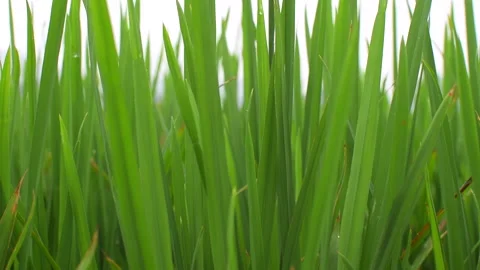 Close up of rice field with limestone mountains in the background in Ninh Binh 스톡 동영상 144910064