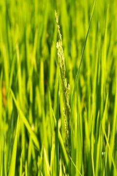 Close up rice in the field. Stock Photos