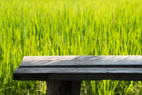 Close up rice in the field. Stock Photos