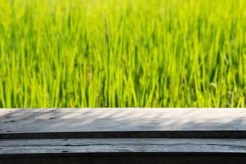 Close up rice in the field. Stock Photos