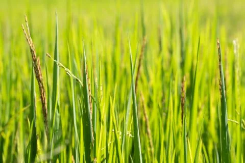 Close up rice in the field. Foto stock