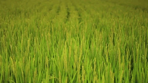 Close up of rice field swaying in the wind Stock Footage 162208924