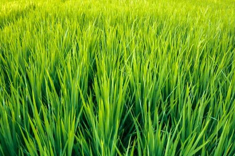 Close up of rice fields with fresh young rice in Sumbawa, Indonesia 스톡 사진