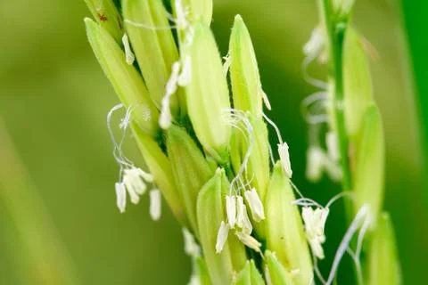Close up rice flower Stock Photos