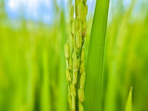 Close up of rice grains Stock Photos