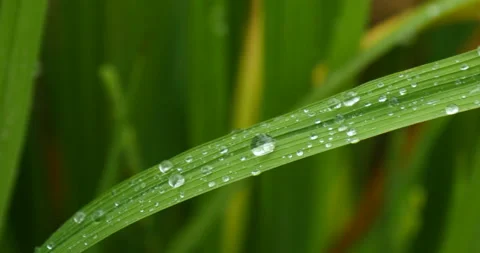 Close up of rice grass on dew water after rain 库存影片 162591607