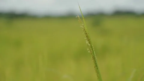 Close up of Rice growing in Africa Stock Footage 312635577