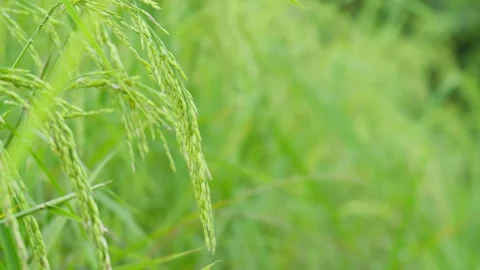 Close-up of rice growing in a field during the rainy season. Slow motion video Stock Footage 290070813