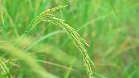 Close-up of rice growing in a field during the rainy season. Slow motion video Stock Footage 290070872