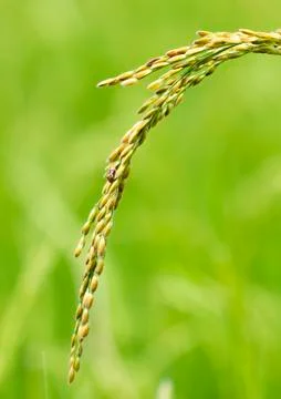 Close-up of rice growing Stock Photos