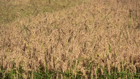 Close up Of Rice Before Harvest Vidéo 81591641