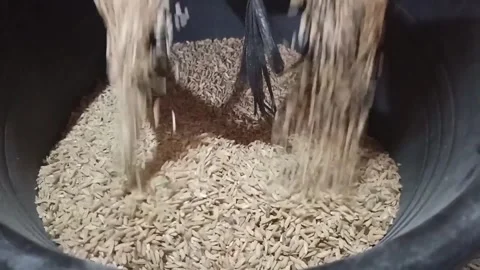 Close Up of Rice Husking Machine Separating Rice Grains from Husks Видео 345598857