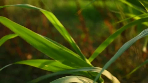 Close-Up of Rice Leaves Moving in the Wind at Sunset – Sardinia, Italy Stock Footage 314312723