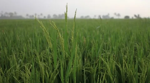Close up of rice paddy and fast focus from front to village area at far end Stock Footage 58292052