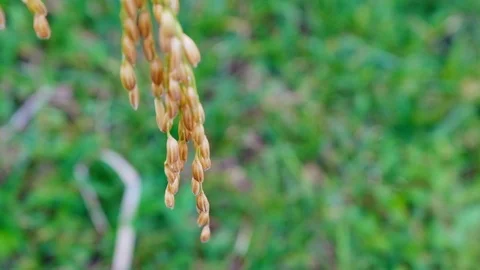 Close up Rice paddy field background in day time, at chiang mai thailand, 4K Stock Footage 100417151