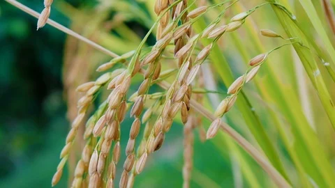 Close up Rice paddy field background in day time, at chiang mai thailand, 4K Stock Footage 100417188
