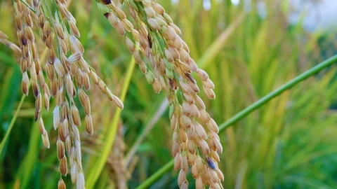 Close up Rice paddy field background in day time, at chiang mai thailand, 4K Stock-Footage 100417223