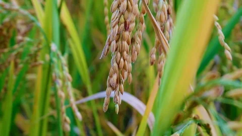 Close up Rice paddy field background in day time, at chiang mai thailand, 4K Stock Footage 100417386