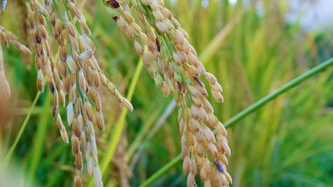 Close up Rice paddy field background in day time, at chiang mai thailand, 4K Stock Footage 100417420