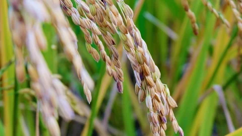 Close up Rice paddy field background in day time, at chiang mai thailand, 4K Stock Footage 100418124